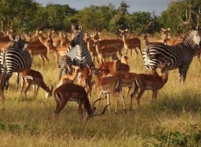 6 Days Southern Big Five Safari - Mikumi - Selous Tour