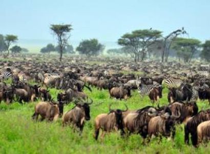 8 Day Kenya And Tanzania Round Trip Budget Safari