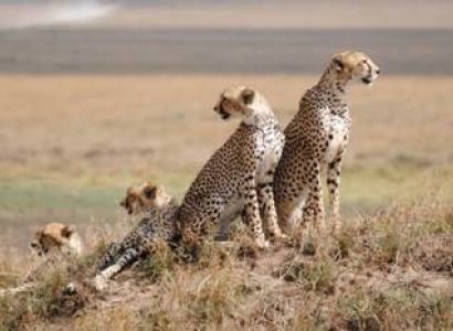 9 Day Amazing Kenya And Tanzania Safari Tour