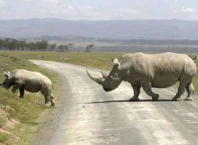 11 Day Kenya And Tanzania Circular Lodge Safari Tour