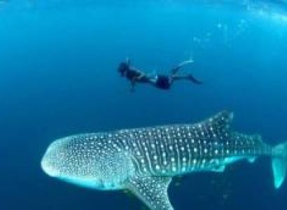 6 Days Mafia Island Tour