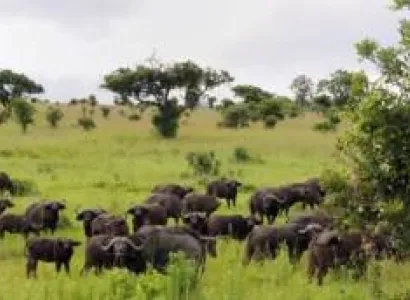 2 Days Safari - Lake Manyara - Ngorongoro Conservation Area Tour