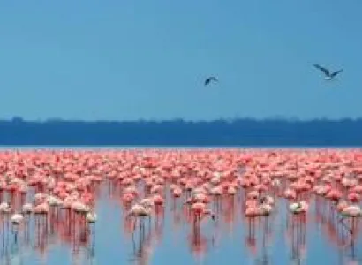5 Days Lake Nakuru - Maasai Mara - Lake Naivasha Tour