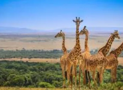 One Day Safari Nairobi National Park Tour