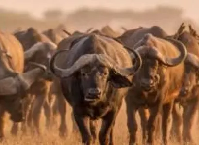 Nairobi National Park Tour