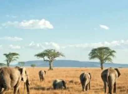 8 Days Safari Murchison - Queen Elizabeth - Bwindi And Lake Bunyonyi Tour