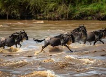 5Nigt 6Days Wildebeest Migration Safari