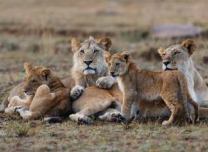 3Night 4Days Tanzania Classic Safari