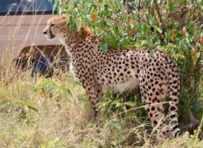 2 Nights, 3 Days to Maasai Mara Game Reserve