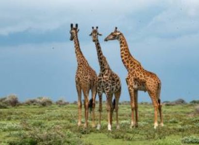 2 Days - 1 Nights Serengeti - Ngorongoro Safari Tour