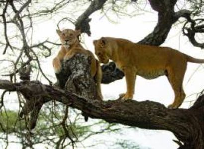 2-Day / 1-Night From Zanzibar to Ngorongoro Crater Safari for the Big Five