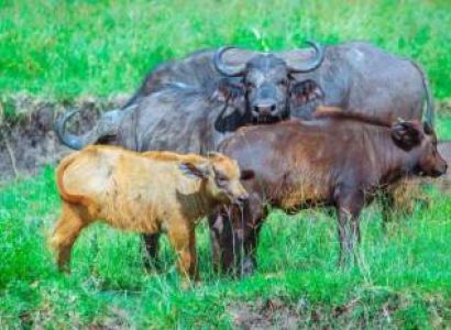 7-Day / 6-Night Safari Itinerary – Tarangire, Ngorongoro & Serengeti
