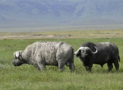 5 Days 4 Nights Serengeti Marathon & Wildlife Escape