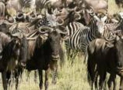 3 - Days Days Warder Full Serengeti and Ngorongoro Crater