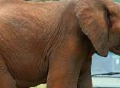 4 - Days Days Safari to Tarangire, Serengeti & Ngorongoro