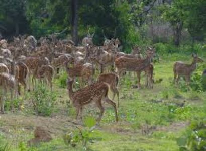 EXCLUSIVE WAYANAD LUXURY ESCAPE