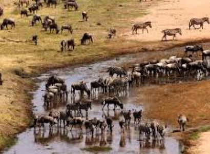 4 Days 3Night Safari for Serengeti, Ngorongoro and Tarangire