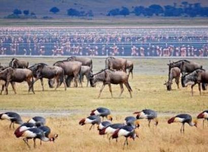 6N - 7D Tanzania Safari Tour