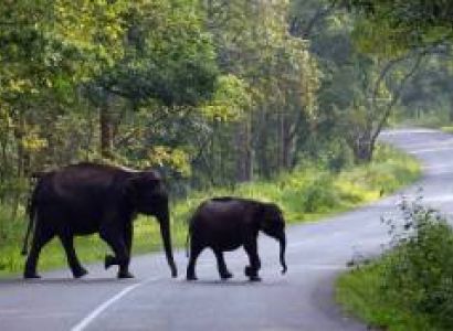 Bangalore To Wayanad 3 Days 2 Nights Tour