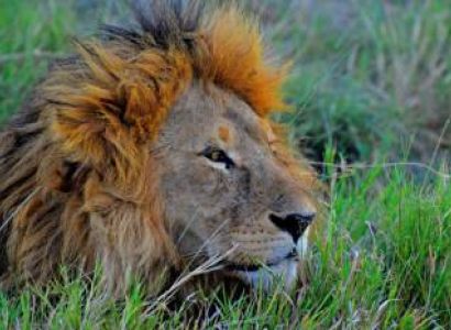 1 Night, 2 Days Wildlife Safari Package