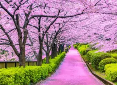 8 Night - 9 Days Cherry Blossom Charm Tour