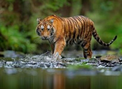 02 Nights / 03 Days Jim Corbett Tour