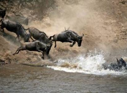 15 Days Of Great Migration Mara River Crossing And Zanzibar Tour