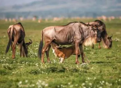 7 Days Of Ndutu Great Migration During Wildebeest Calving Season Tour