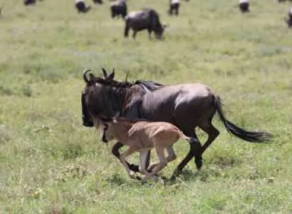 3 Days Of Ndutu Great Migration During Wildebeest Calving Season Tour