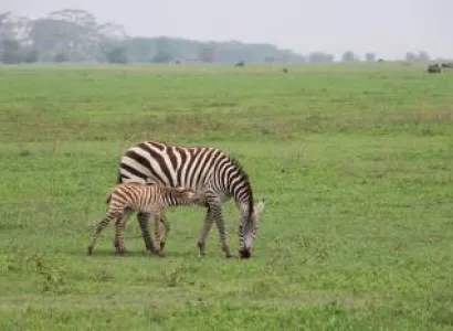 2-Day Fly-in Safari from Zanzibar to Serengeti & Ngorongoro Crater