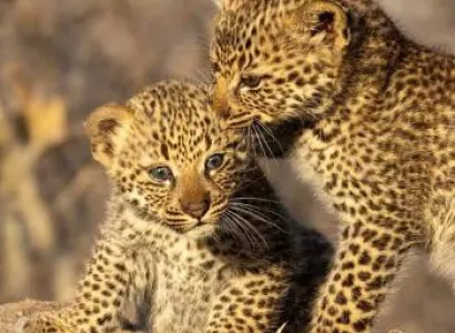 5 Day Tanzania Luxury Safari Tour