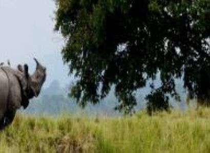 2 Nights 3 Days Wildlife And Safari Tour To Kaziranga National Park
