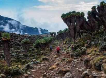8 Days Lemosho Route - Climbing Kilimanjaro Tour