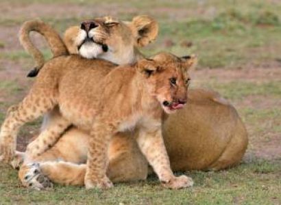 3 Nights 4 Days Maasai Mara and Lake Nakuru Safari