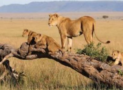 4-Day Masai Mara Safari - Group Joining
