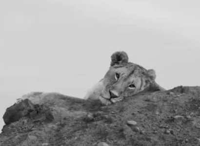 Masai Mara, Lake Nakuru, Lake Naivasha & Amboseli National Parks