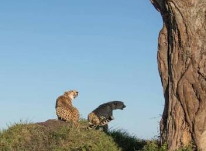 Ol Pejeta Conservancy