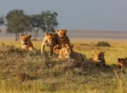 3 Day Masai Mara - Game Drive - Mid Range - Hotel Tour