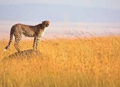3 Day Masai Mara - Budget - Game Drive Tour