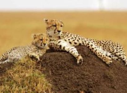 3 Day Masai Mara - Migration - Luxury Safari Tour