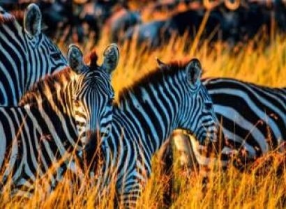 3 Day Masai Mara Migration - Land Cruiser Tour