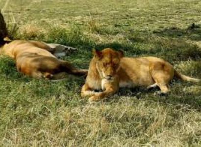 3 Nights 4 Days Masai Mara & Lake Nakuru National Park