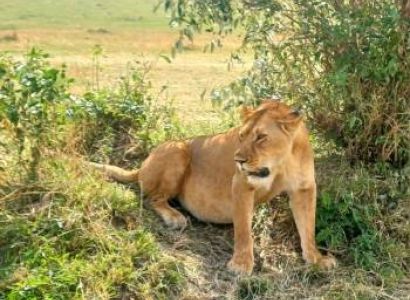 3 Days 2 Nights Masai Mara National Reserve