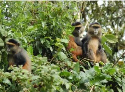 3 DAYS ITINERARY IN RWANDA FOR MOUNTAIN GORRILLA AND GOLDEN MONKEY TREKKING