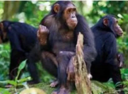 4 Days in Rwanda for Mountain Gorrilla and Golden Monkey Trekking