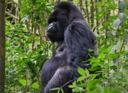 8 Days in Rwanda for Primate Safari and other Wildlife  Experience