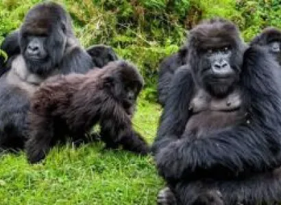 5 Days in Rwanda for Unforgettable Primate Trekking and other Activities