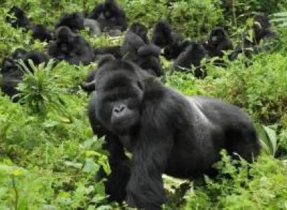 1 Day in Rwanda for Unforgettable Mountain Gorilla Trekking