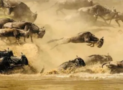 8 Day Supper Great Migration Safari At Mara River Tour