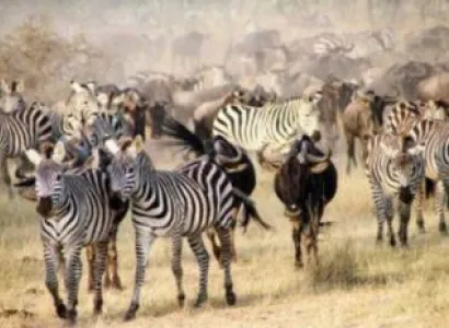 5-Day Ultimate Great Migration Safari At The Mara River Safari Tour